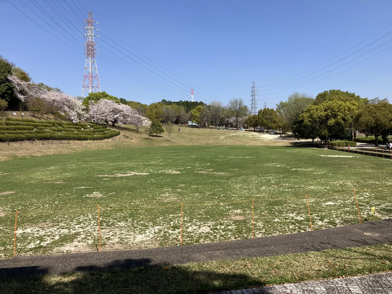 桜の咲く芝生広場