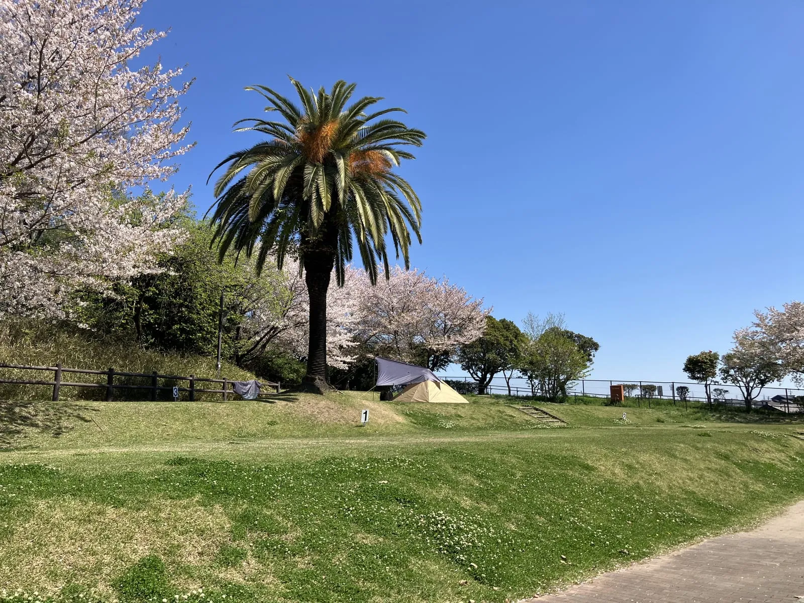 キャンプサイトの全景